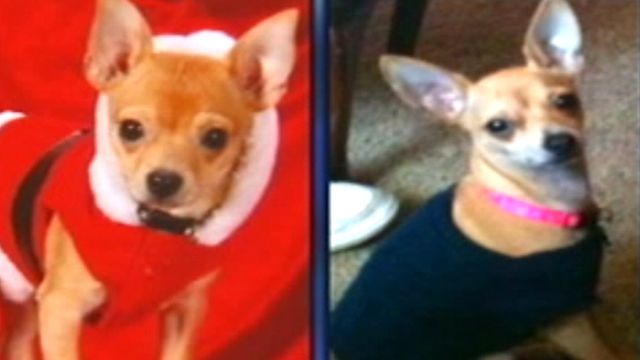 Chihuahuas Mauled to Death By Bulldogs