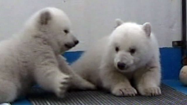 Chinese Zoo Debuts Polar Bear Cubs