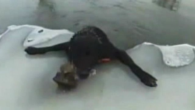 Plucky Pup Rescued from Icy River
