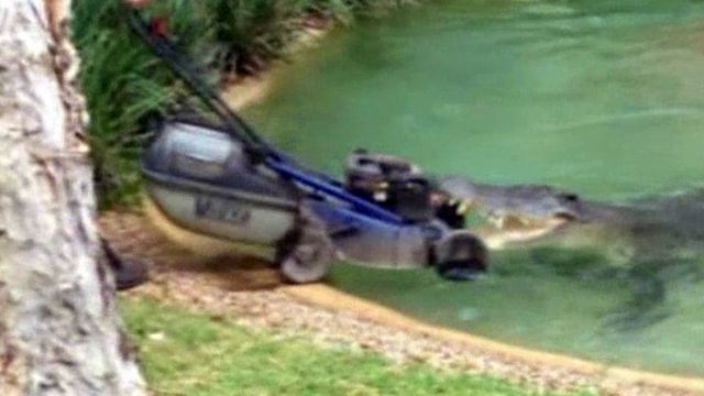 Cool Critters: Crocodile Steals Lawnmower