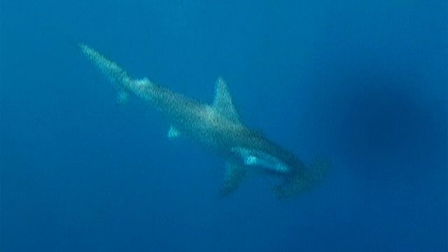 New Law Against Shark Killing in FL