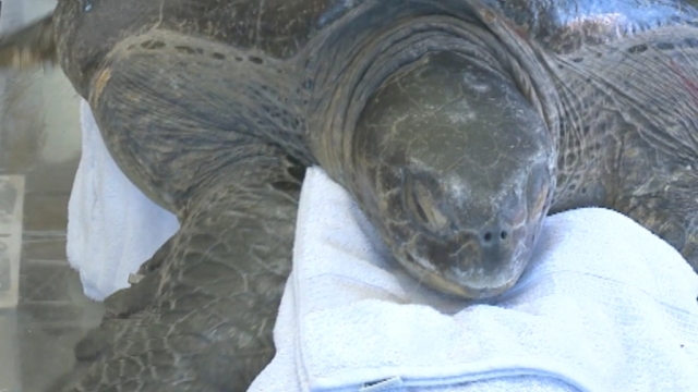 Sea World Treating Turtle Shot in Neck | Fox News Video